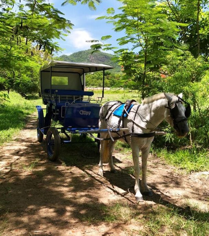 passeio de charrete